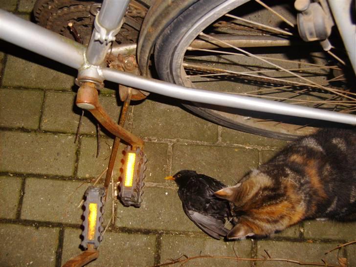 Huskat Millions | †Mille† | billede 4