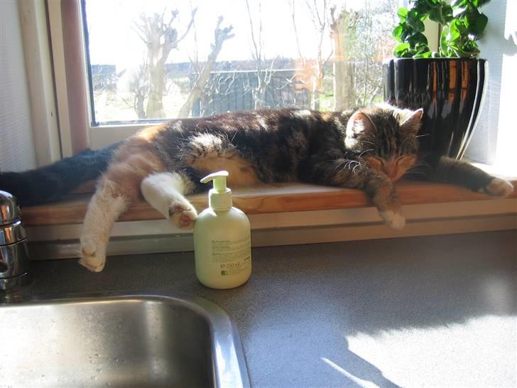 Huskat Millions | †Mille† | billede 5