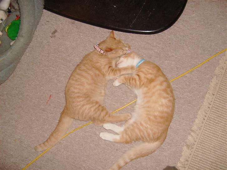 Huskat Millions | Magnus | billede 3