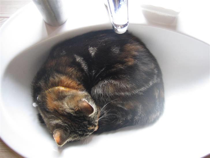 Huskat Millions | †Mille† | billede 6