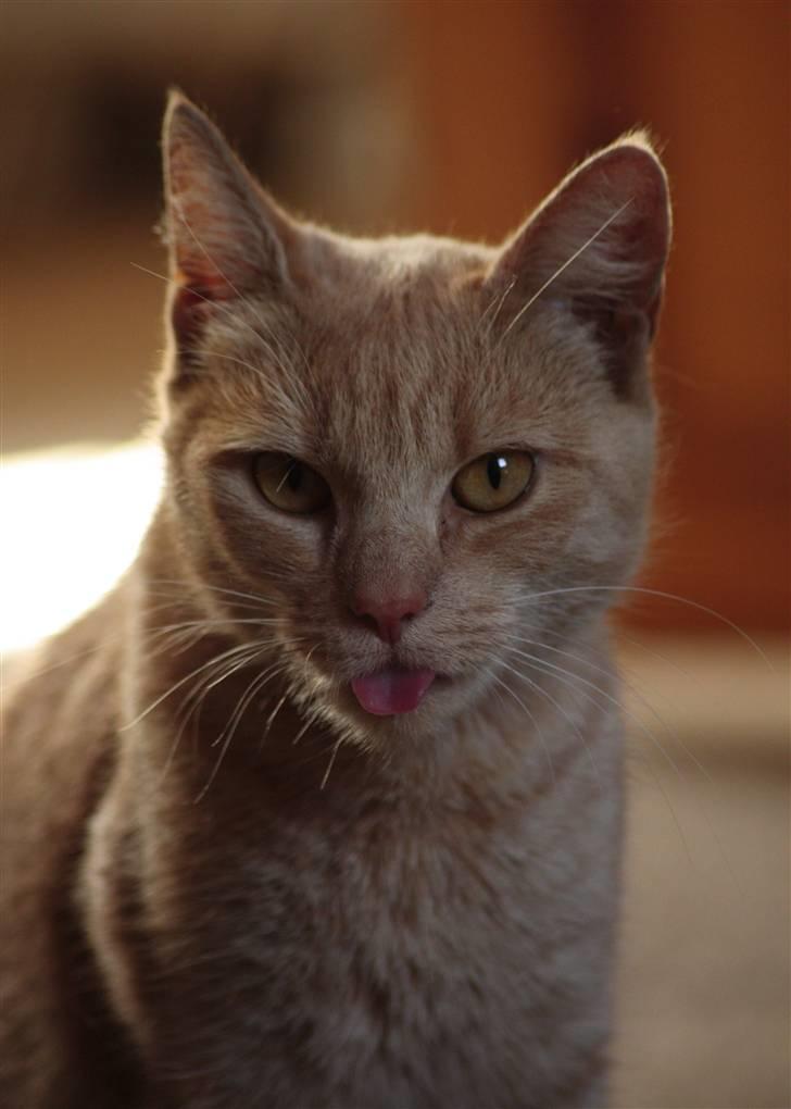 Huskat Millions | Sine | billede 1