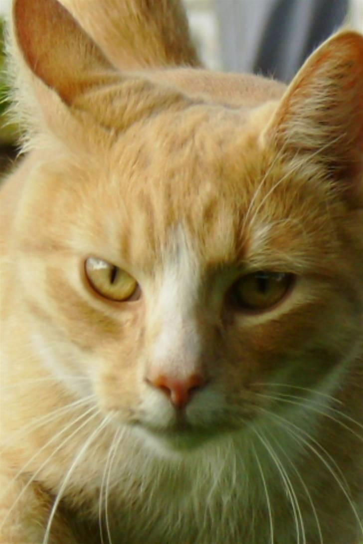 Huskat Millions | Magnus | billede 4