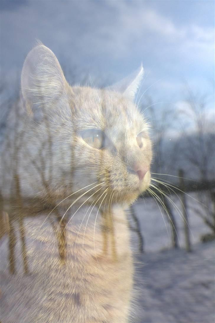 Huskat Millions | Sine | billede 2