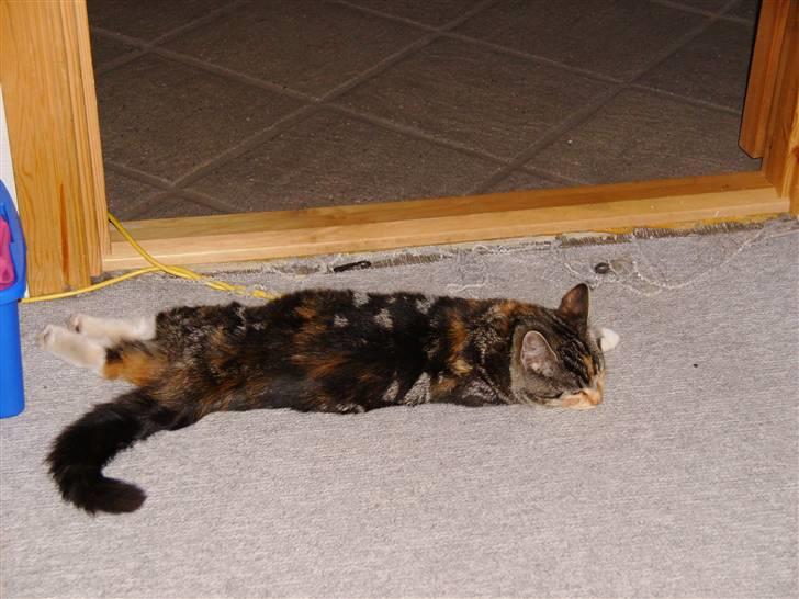 Huskat Millions | †Mille† | billede 7