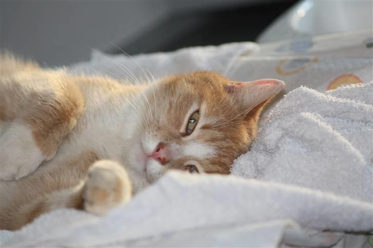 Huskat Millions | Magnus | billede 5