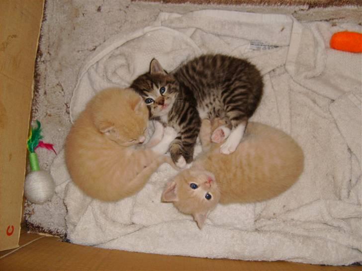 Huskat Millions | Sine | - Hvad er det ??????? billede 3