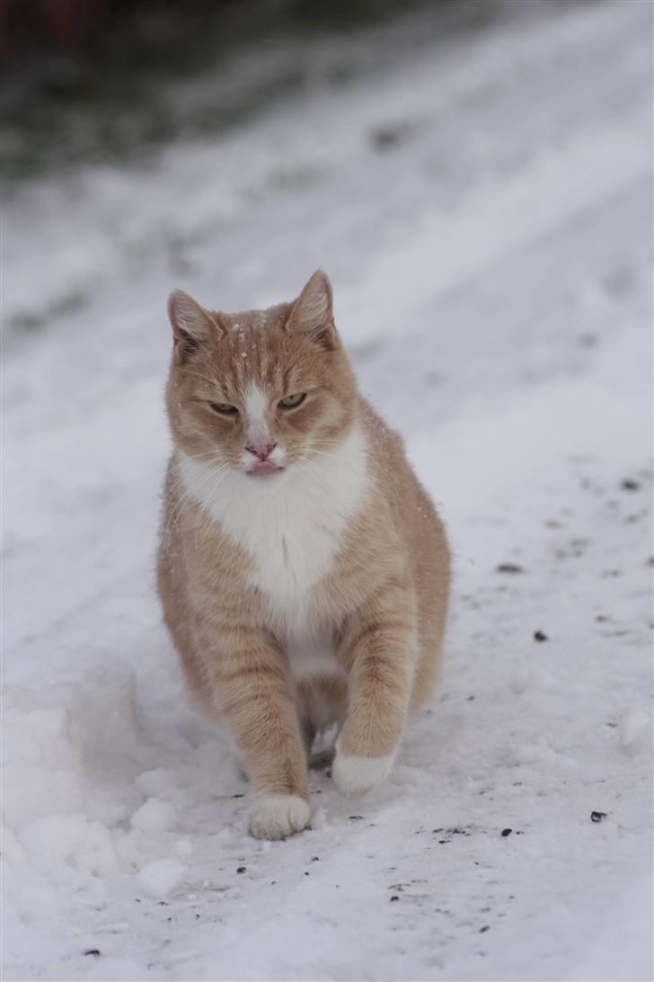 Huskat Millions | Magnus | billede 6