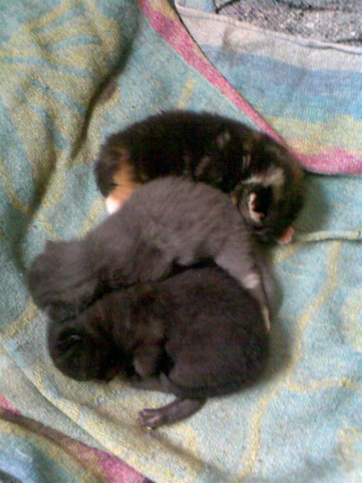 Huskat Millions | †Mille† | - Her er mig og mine to brødre da vi ikke var ret gamle ;D Er vi ikke søde :) billede 9