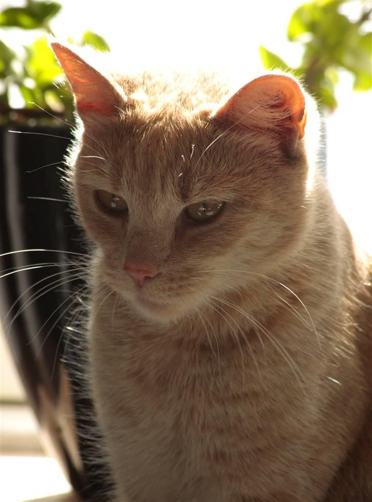 Huskat Millions | Sine | billede 4