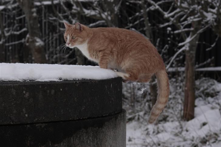 Huskat Millions | Magnus | billede 7