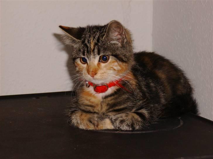 Huskat Millions | †Mille† | - Her er jeg blevet lidt støre billede 10