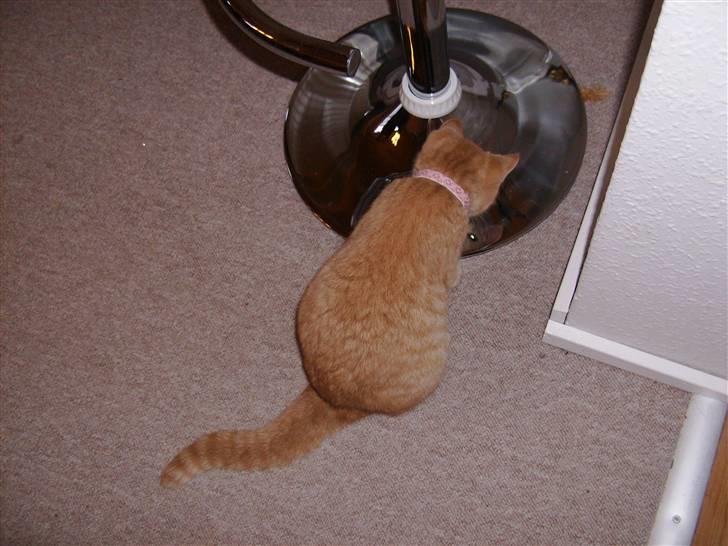 Huskat Millions | Sine | billede 5