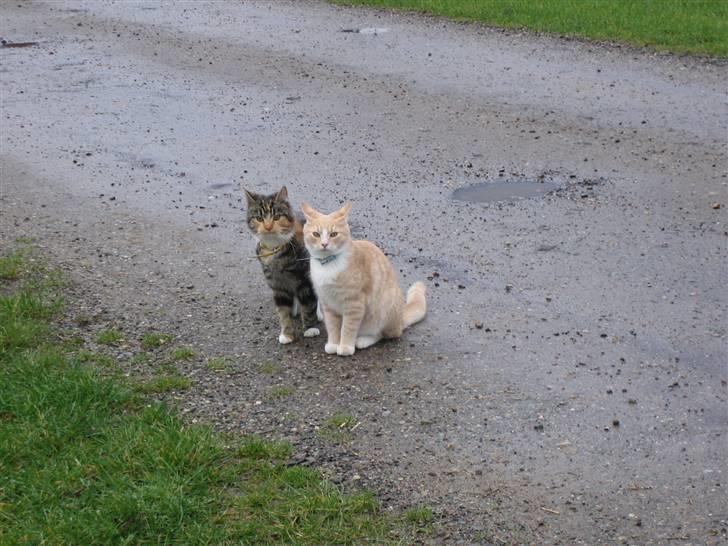 Huskat Millions | Magnus | billede 8