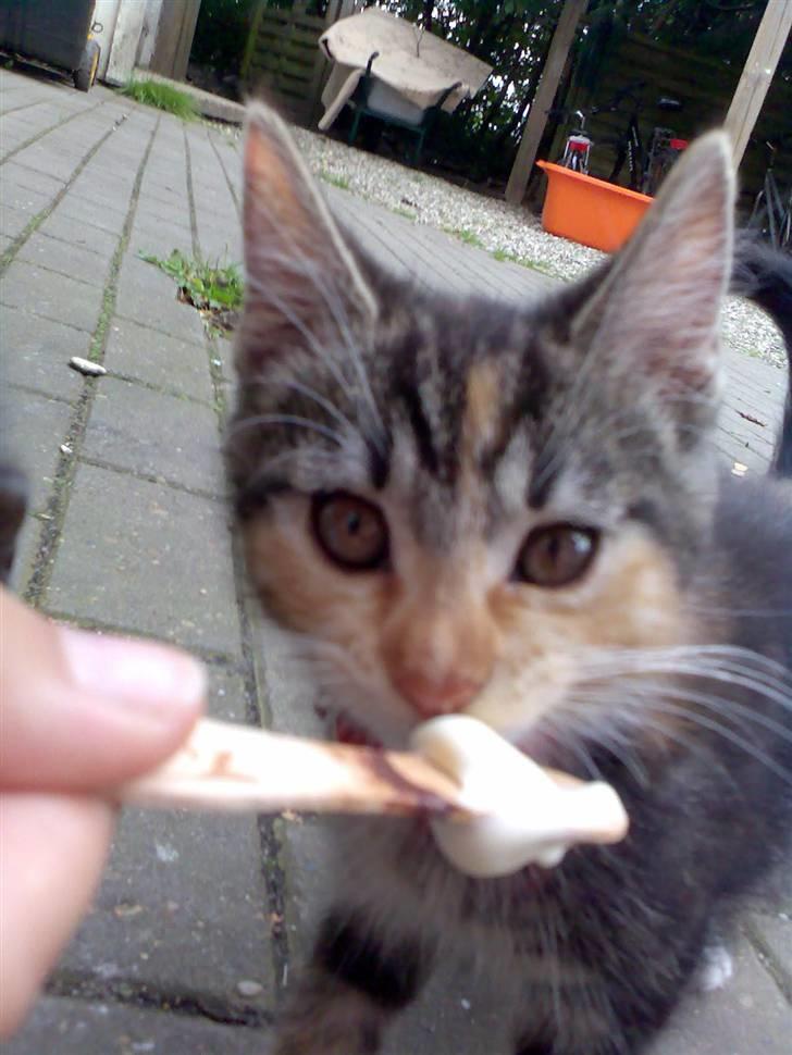 Huskat Millions | †Mille† | - her får jeg is :P  Det smager godt :) billede 11