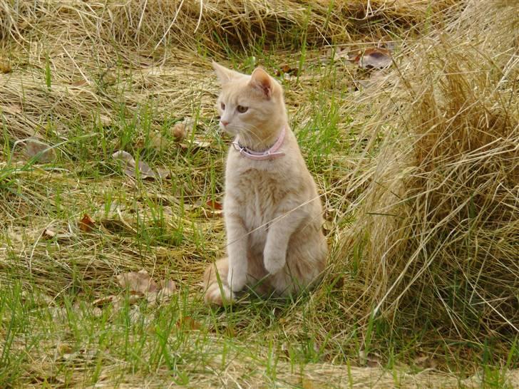 Huskat Millions | Sine | billede 6