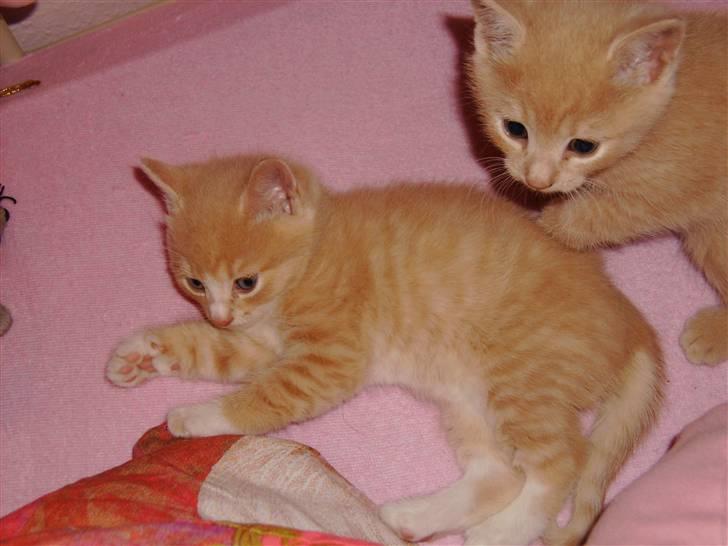 Huskat Millions | Magnus | billede 9