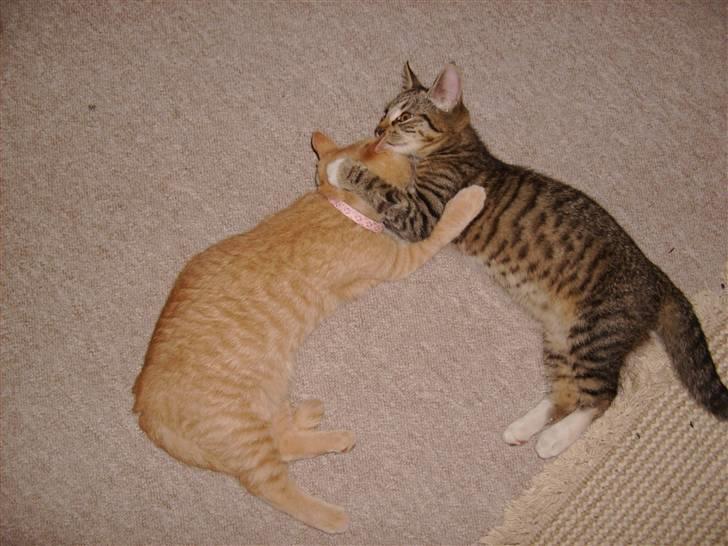 Huskat Millions | Sine | billede 7