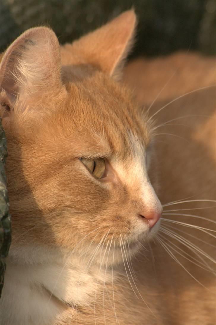 Huskat Millions | Magnus | billede 10