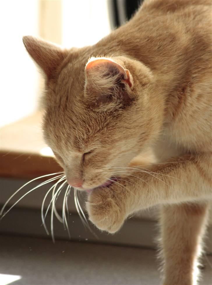 Huskat Millions | Sine | billede 8