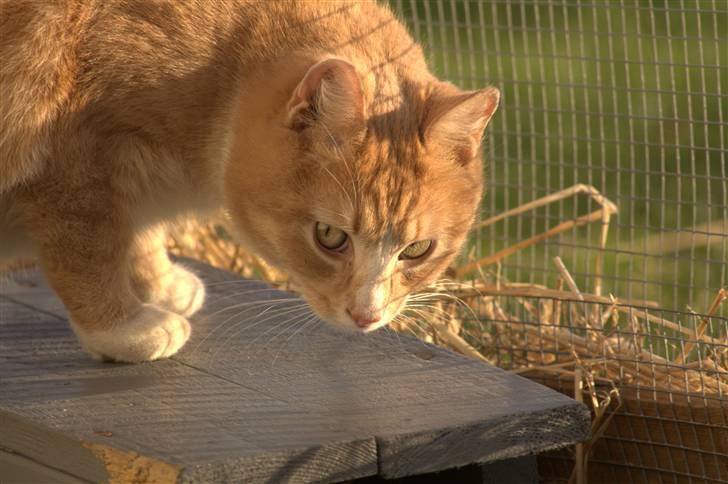 Huskat Millions | Magnus | billede 11