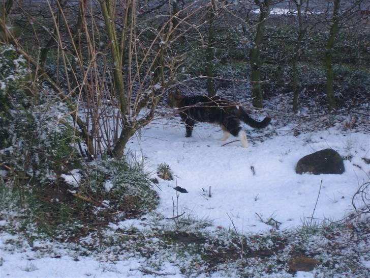 Huskat Millions | †Mille† | billede 12