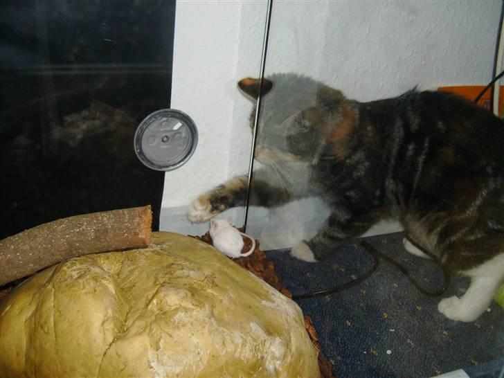 Huskat Millions | †Mille† | billede 13