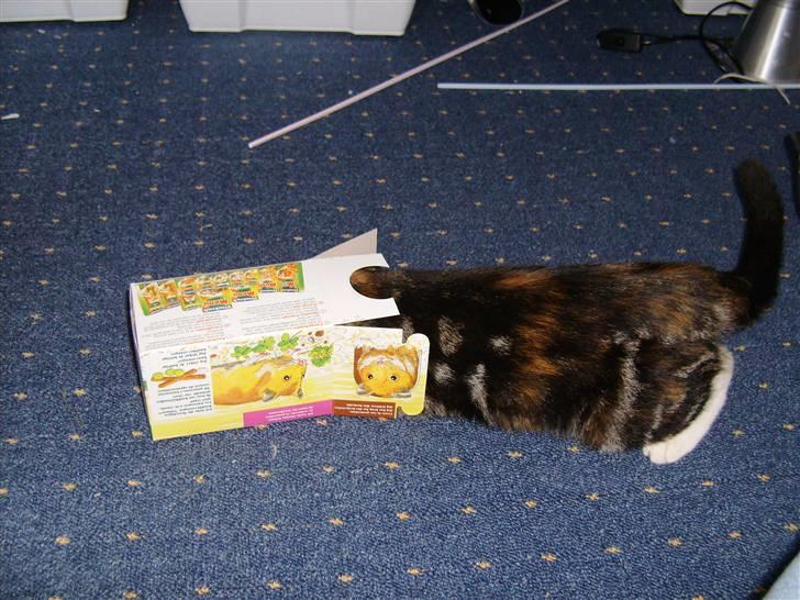 Huskat Millions | †Mille† | billede 14