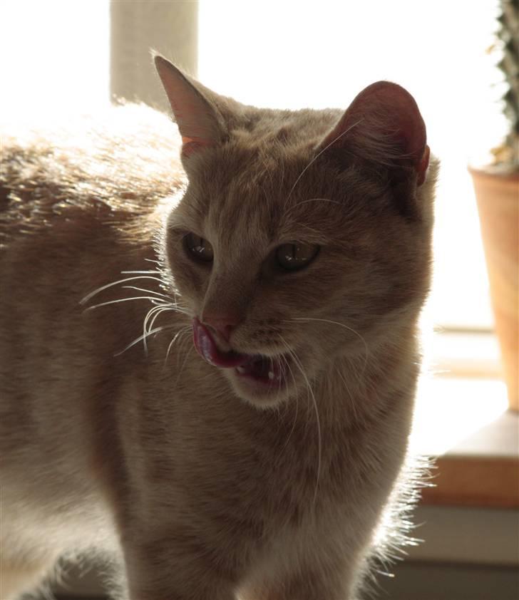 Huskat Millions | Sine | billede 11