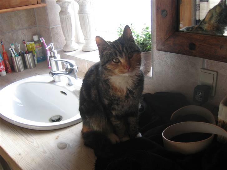 Huskat Millions | †Mille† | billede 15