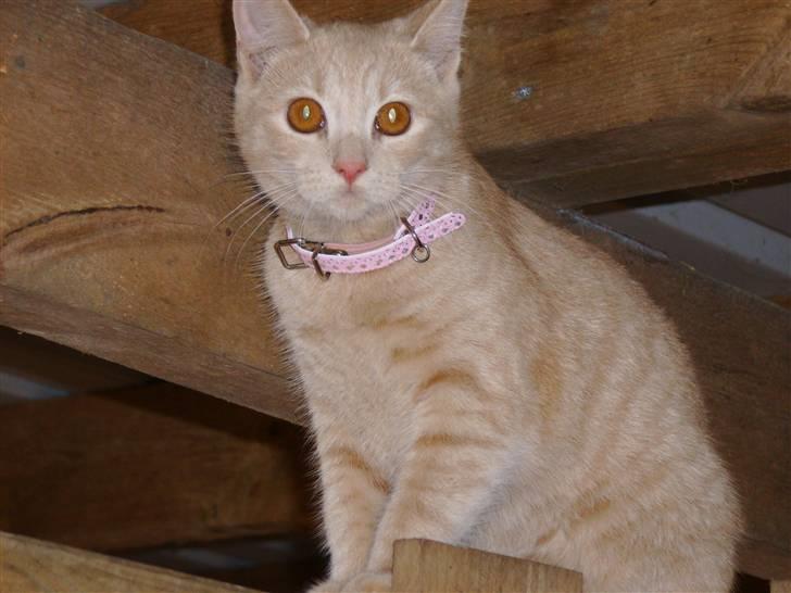 Huskat Millions | Sine | billede 12