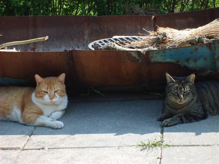 Huskat ~~Lion~~ billede 6