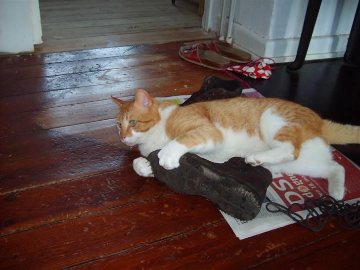 Huskat ~~Lion~~ billede 7