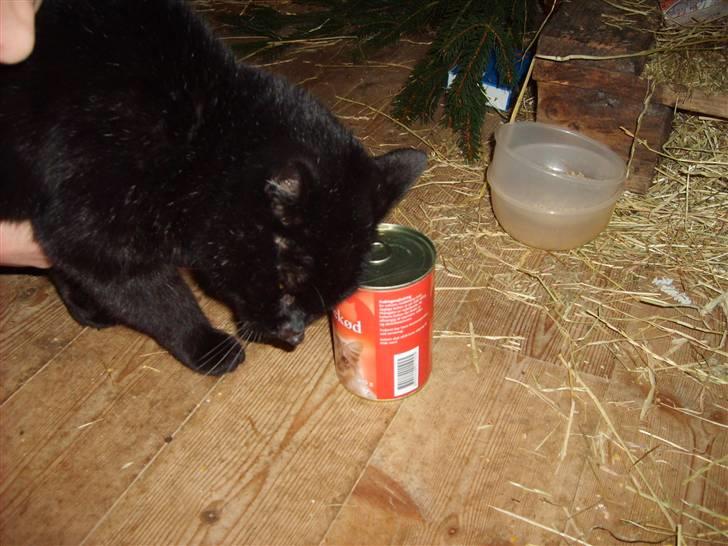 Huskat <3Katten<3  død;´( billede 6