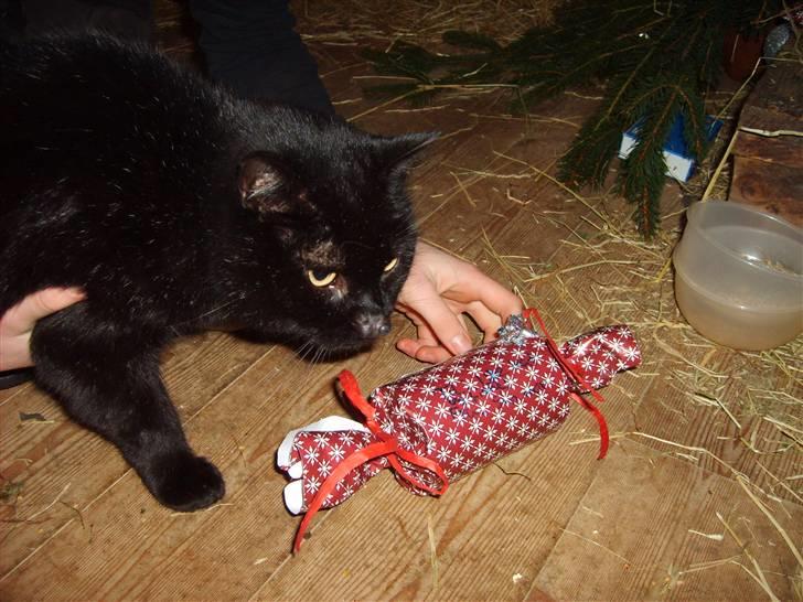 Huskat <3Katten<3  død;´( billede 7