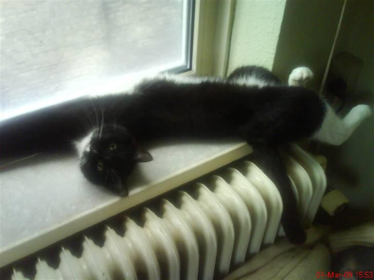 Huskat Ziggy - Det er bare ihhhh så dejligt at ligge her i vindueskarmen. billede 7