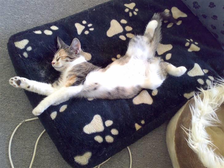 Blanding af racer sisse billede 13