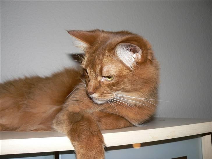 Somali Dushara Simba Sam billede 6