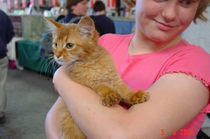 Somali Dushara Simba Sam billede 7