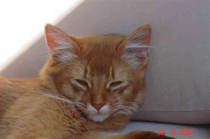 Somali Dushara Simba Sam billede 8