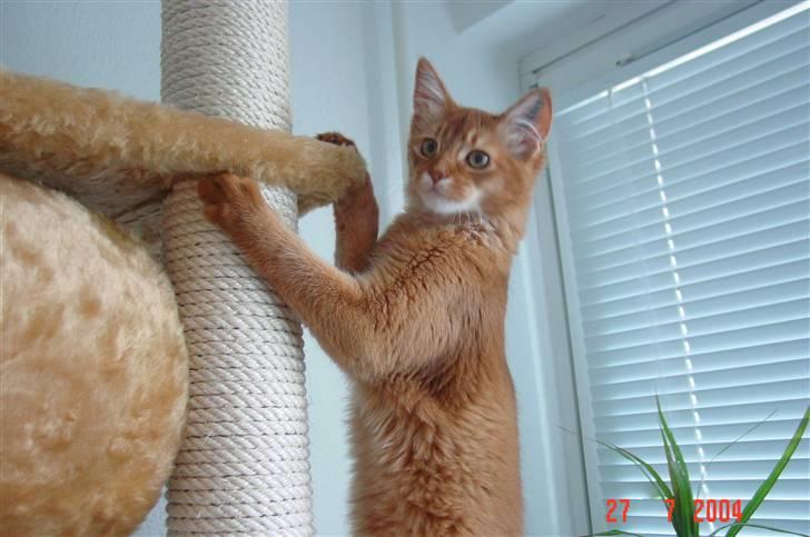 Somali Dushara Simba Sam billede 9
