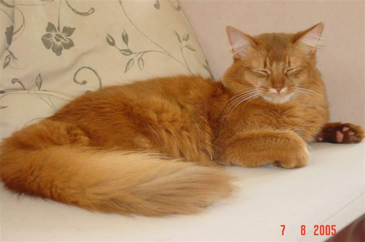 Somali Dushara Simba Sam billede 10