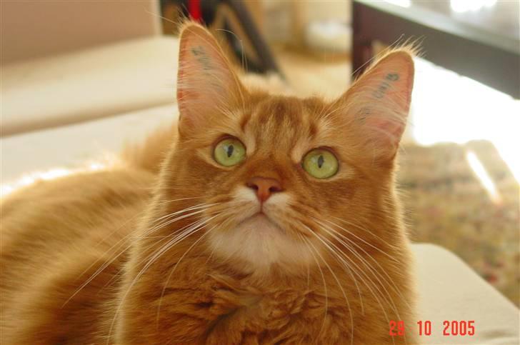 Somali Dushara Simba Sam billede 11