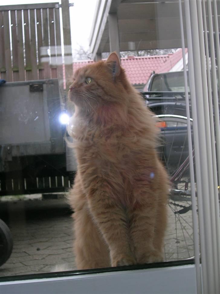 Blanding af racer pomba billede 15