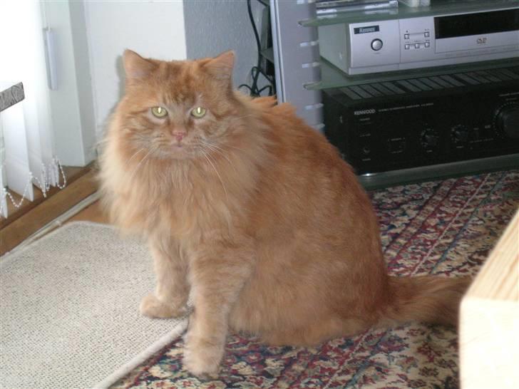 Blanding af racer pomba billede 16