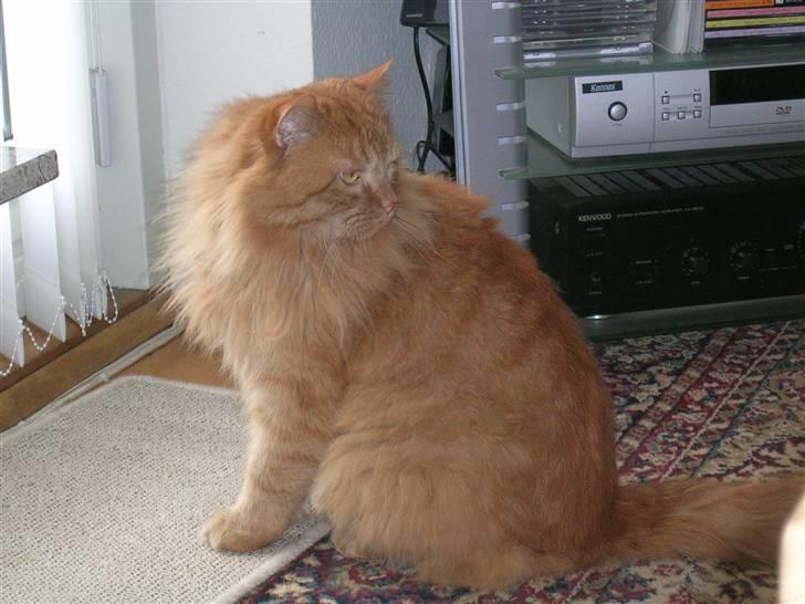 Blanding af racer pomba billede 17