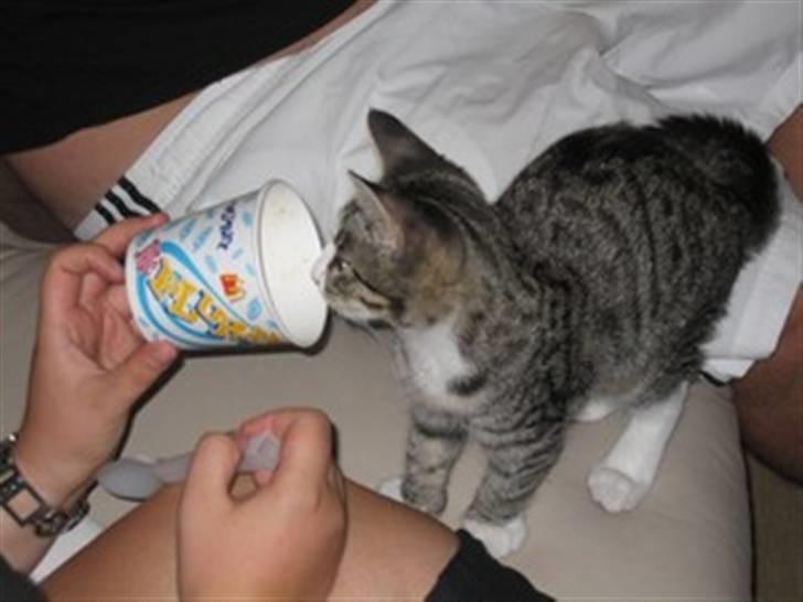 Huskat Lambert billede 1