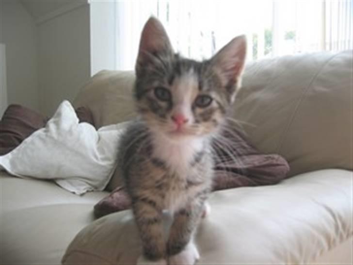 Huskat Lambert billede 2