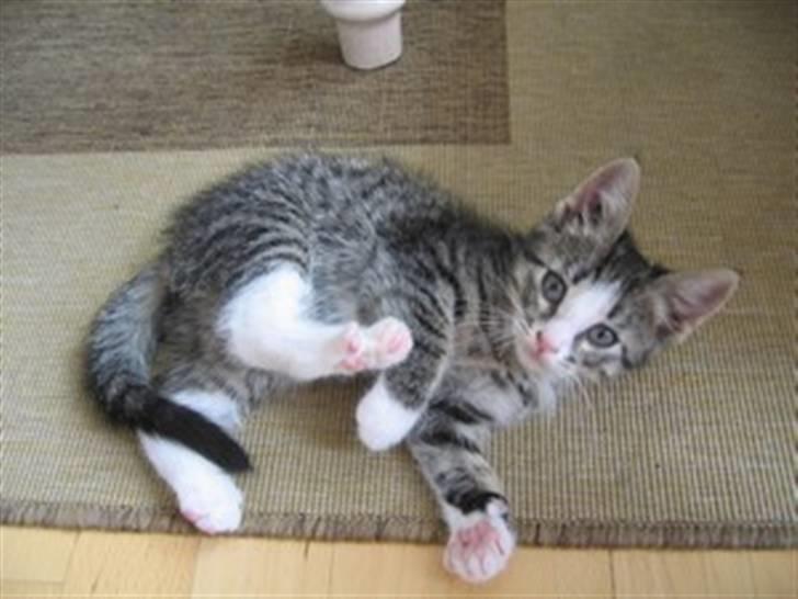 Huskat Lambert billede 3