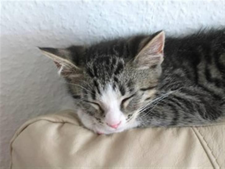 Huskat Lambert billede 4