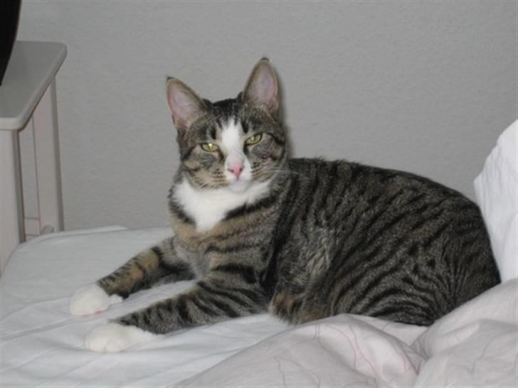 Huskat Lambert billede 5